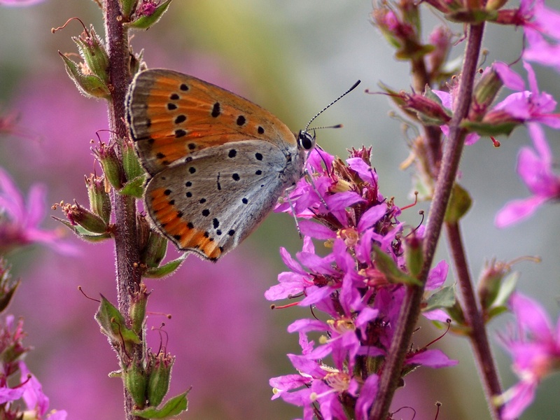 Lycaenidae